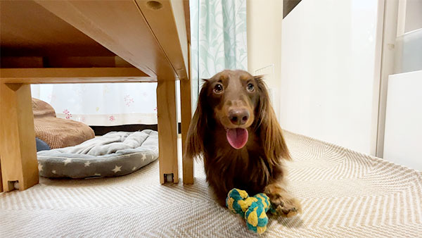 むぎた きょうのわんこ 写真5