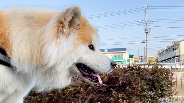 らん丸 きょうのわんこ 写真2
