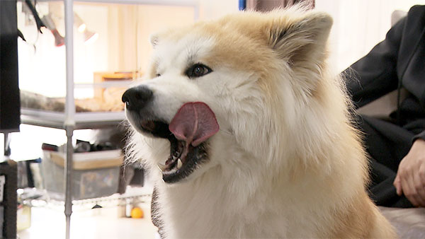 らん丸 きょうのわんこ 写真5