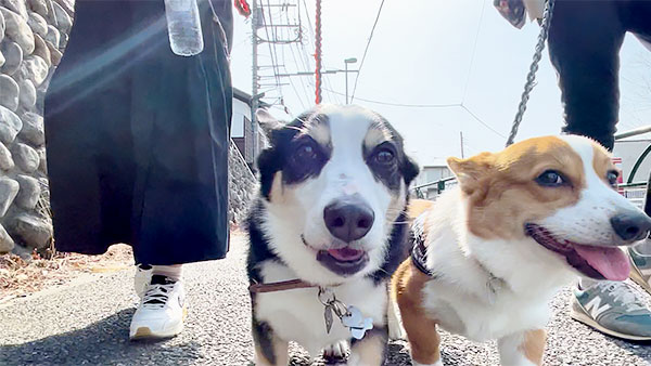 との きょうのわんこ 写真1