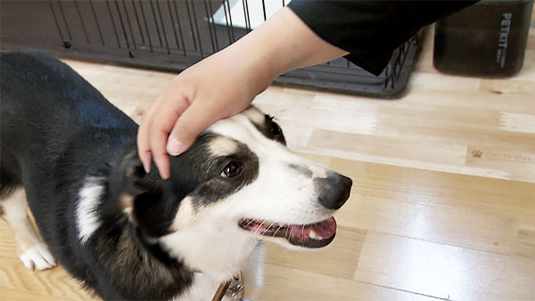 との きょうのわんこ 写真5