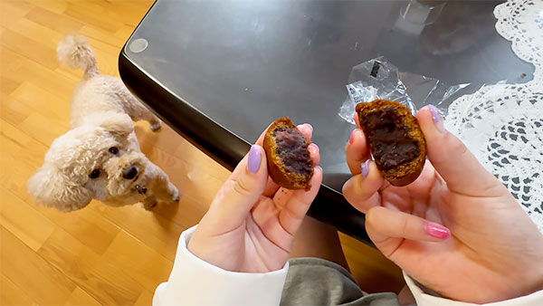 コタロー きょうのわんこ 写真2