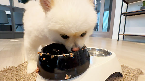 まる きょうのわんこ 写真5
