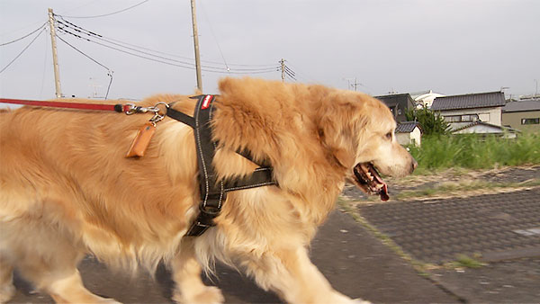 アルフ きょうのわんこ 写真3