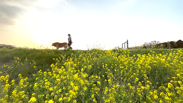 アルフ きょうのわんこ 写真5