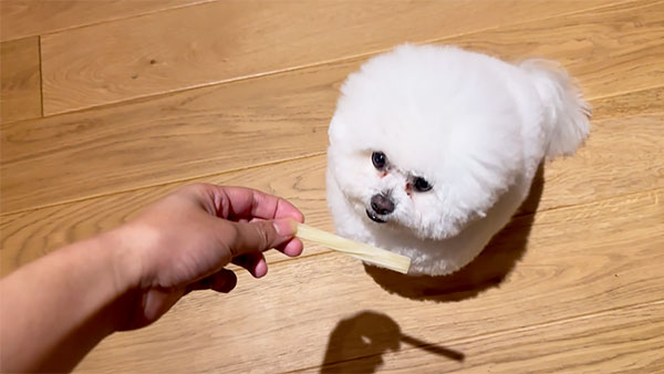 マヨ きょうのわんこ 写真2