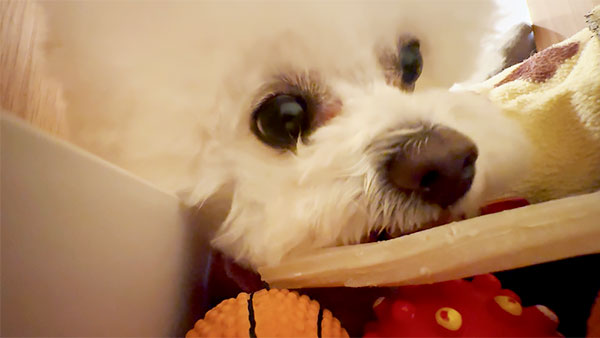 マヨ きょうのわんこ 写真4