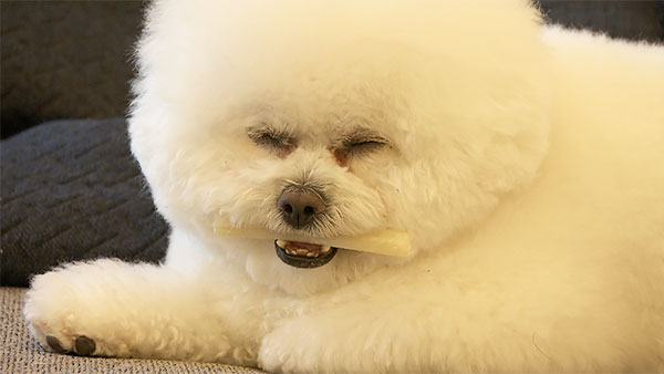 マヨ きょうのわんこ 写真5