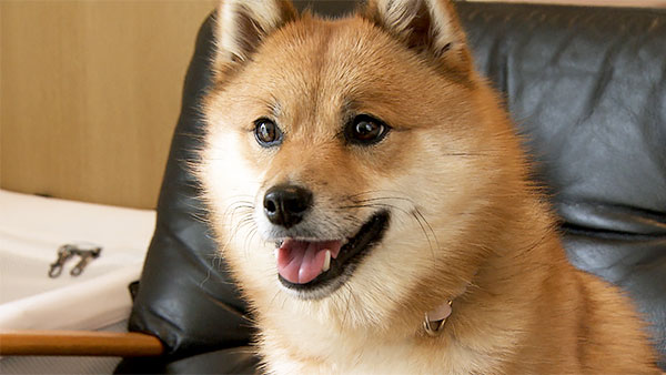 こめ きょうのわんこ 写真1