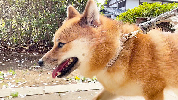 こめ きょうのわんこ 写真2