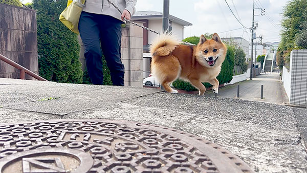 こめ きょうのわんこ 写真5