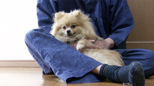 ララ きょうのわんこ 写真1