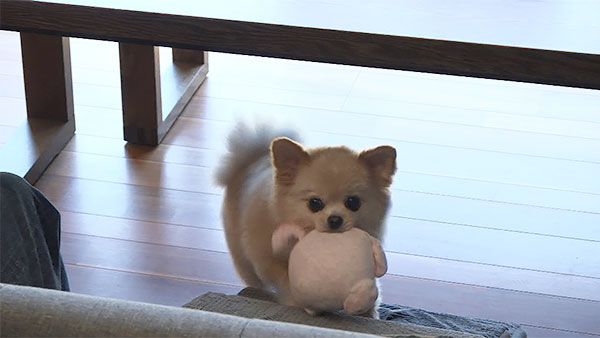 ぽんた きょうのわんこ 写真3
