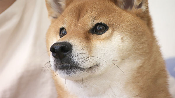 もも きょうのわんこ 写真1