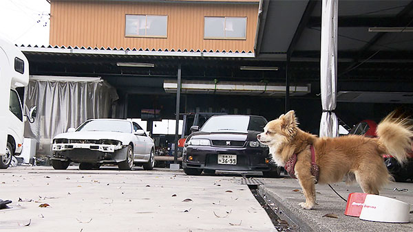エース きょうのわんこ 写真2