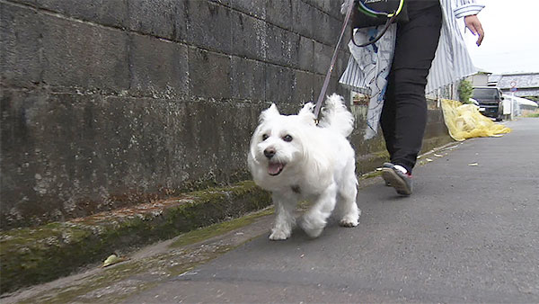 アンバー きょうのわんこ 写真1