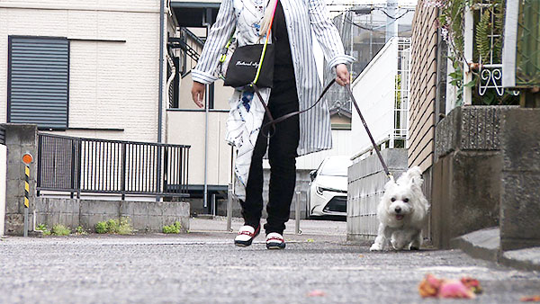 アンバー きょうのわんこ 写真2