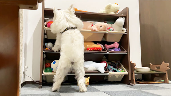 アンバー きょうのわんこ 写真3