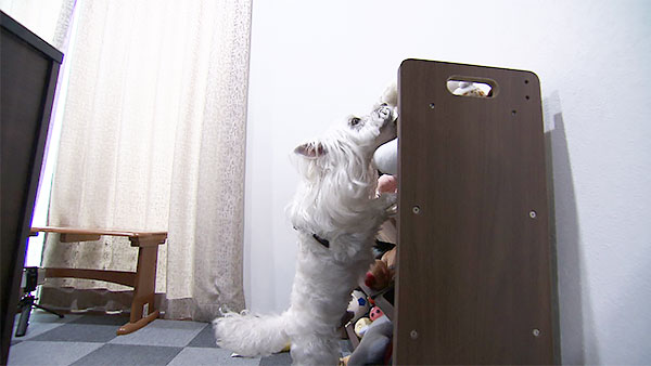 アンバー きょうのわんこ 写真4