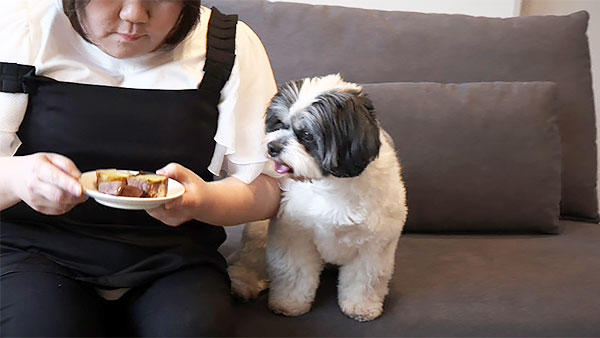 ポテト きょうのわんこ 写真2