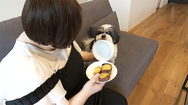 ポテト きょうのわんこ 写真5