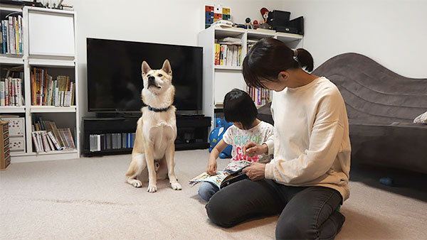 サスケ きょうのわんこ 写真2