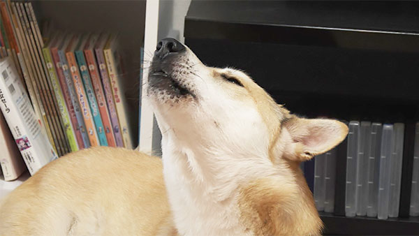 サスケ きょうのわんこ 写真4