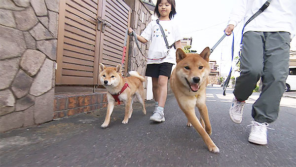 こま きょうのわんこ 写真2