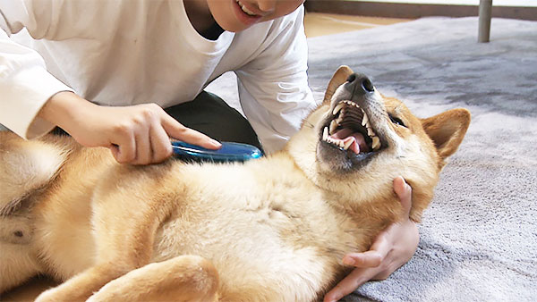 こま きょうのわんこ 写真3