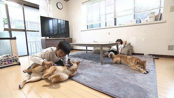 こま きょうのわんこ 写真4