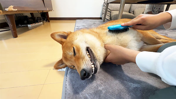 こま きょうのわんこ 写真5