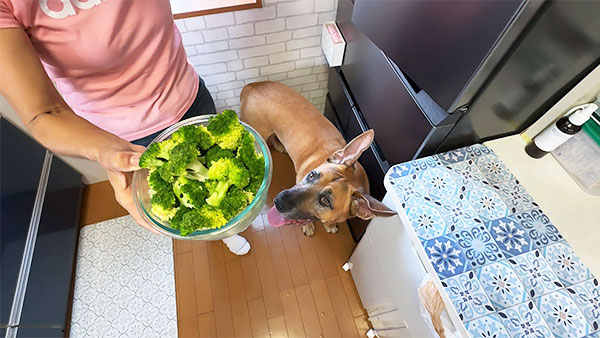 幸多 きょうのわんこ 写真3