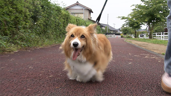 保心 きょうのわんこ 写真1