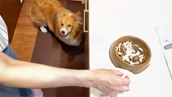 保心 きょうのわんこ 写真3