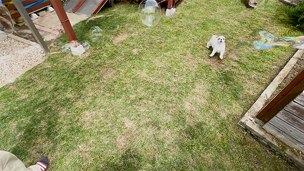 めめ きょうのわんこ 写真4