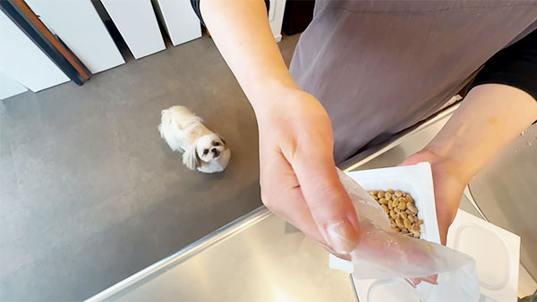 ラム きょうのわんこ 写真2