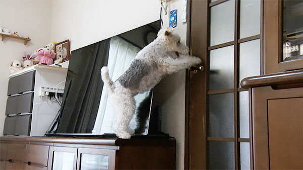 フラン きょうのわんこ 写真3