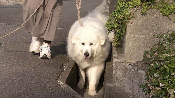 ミラ きょうのわんこ 写真3