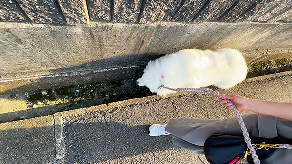 ミラ きょうのわんこ 写真4