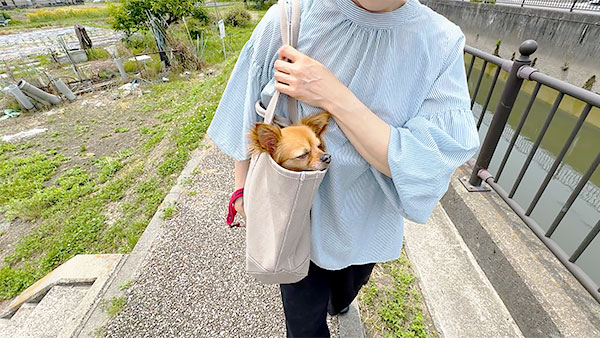 シェリー きょうのわんこ 写真5