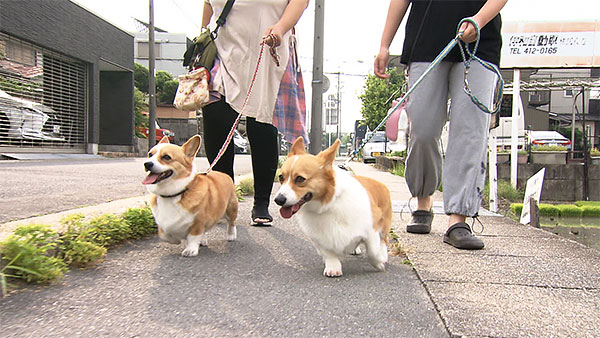 桃 きょうのわんこ 写真1