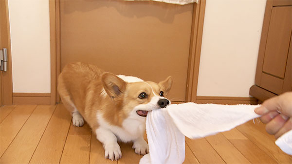 桃 きょうのわんこ 写真4