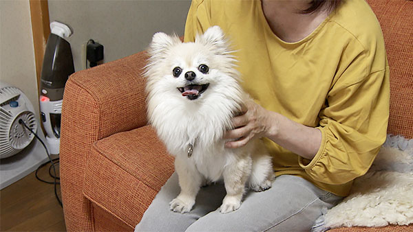 あん きょうのわんこ 写真1