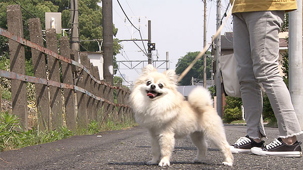 あん きょうのわんこ 写真4