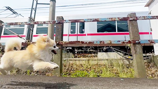 あん きょうのわんこ 写真5