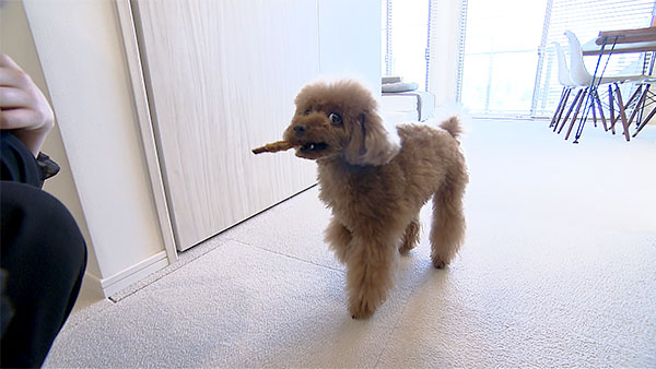 UGG きょうのわんこ 写真2