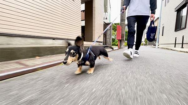 アイル きょうのわんこ 写真4