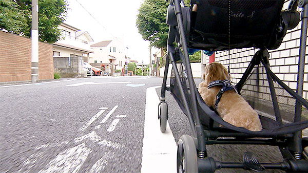 ティティ きょうのわんこ 写真3