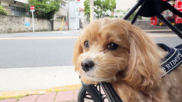ティティ きょうのわんこ 写真4