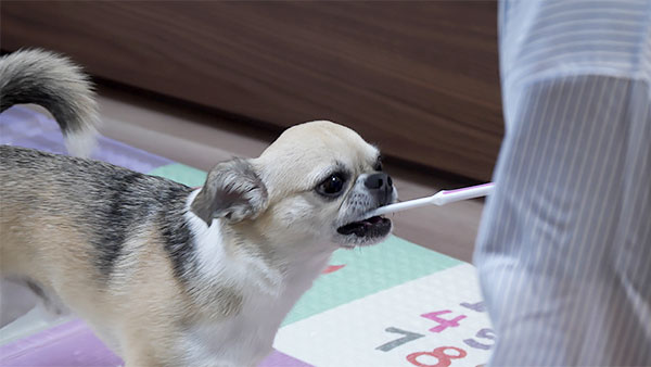 大吉 きょうのわんこ 写真4